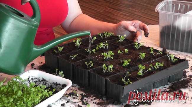 Выращивание лобелии. Посев и пикировка.: Группа Практикум садовода и огородника