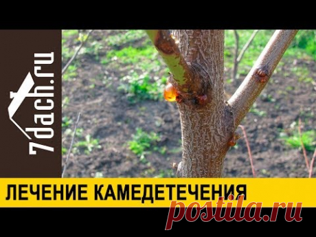 🌳 Как лечить камедетечение (гоммоз) - 7 дач