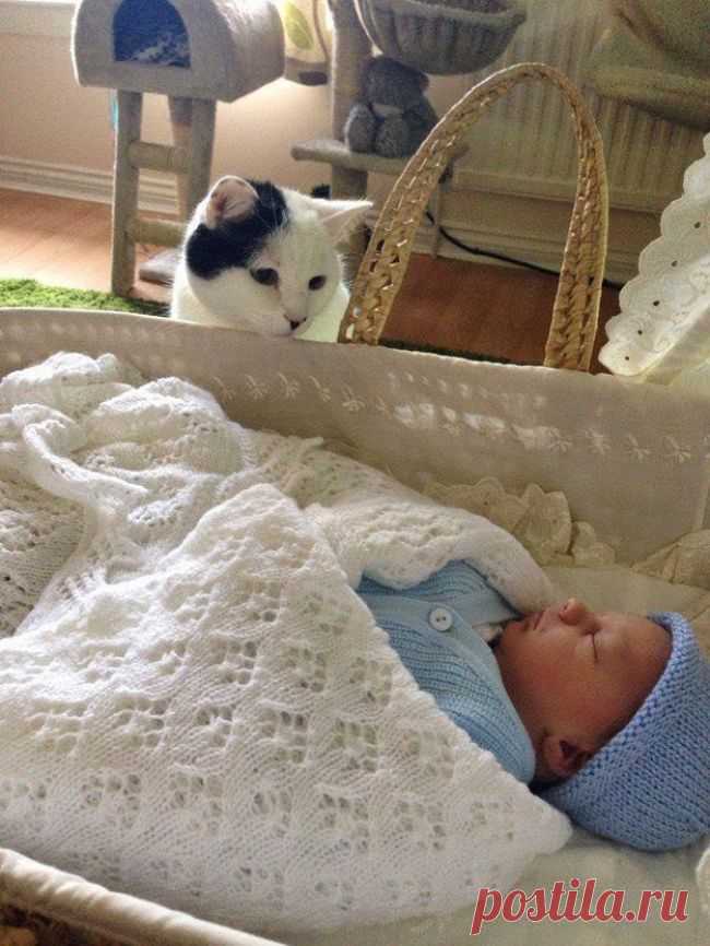 17 котов, из которых получились прекрасные няни