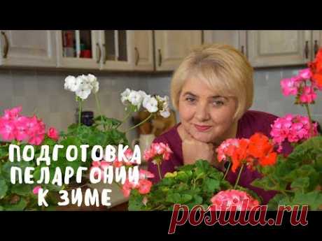 ПЕЛАРГОНИЯ. ПОДГОТОВКА К ЗИМЕ. Мои цветы. Мой опыт.