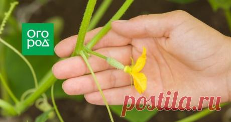 Почему завязи на огурцах не растут, засыхают, опадают и что делать? Если огурцы не уродились, то это настоящая катастрофа для всех хозяек. Ведь без этих любимых всеми овощей не обходится ни один летний салат. А еще их можно приготовить как малосольные, засолить, замариновать и добавить в овощное ассорти. Можно было бы, если бы они удались…