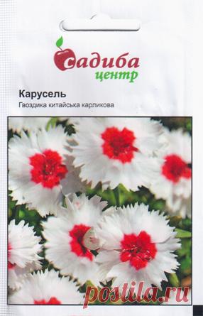 гвоздика Китайская Карликовая Карусель 0,1 г - Купить семена цветов в Киеве – выгодная цена в Украине (Киев, Харьков, Одесса) – интернет-магазин семян «Cеньор Помидор»