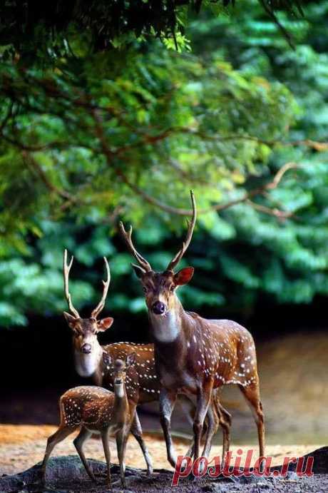 Animals - Google+