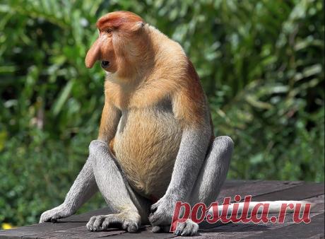 "Носач-пловец": Солидный примат или пример русского гопника в мире животных | Атлас Бобра-Комара | Яндекс Дзен