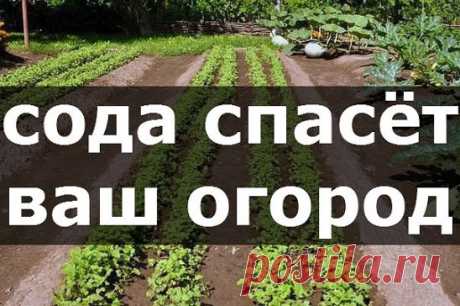 сода в огороде.