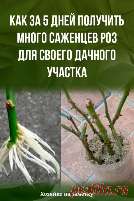 Как за 5 дней получить много саженцев роз для своего дачного участка