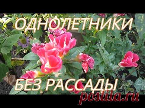 Красивые Неприхотливые Цветы семенами БЕЗ РАССАДЫ 1.