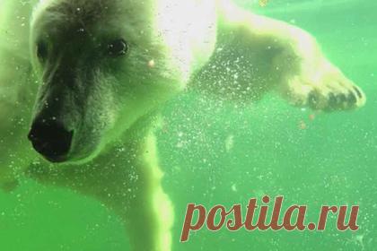 Россияне выбрали имя для спасенной в Арктике белой медведицы. Для белой медведицы, которую спасли в поселке Джебарики-Хая Томпонского района Якутии, россияне выбрали имя Томпа. Об этом сообщается на сайте Республики Саха. Голосование проходило на сайте «Активный гражданин». Выбрать можно было из двух имен: Айталина и Томпа. За имя Томпа проголосовали 72 тысячи жителей.