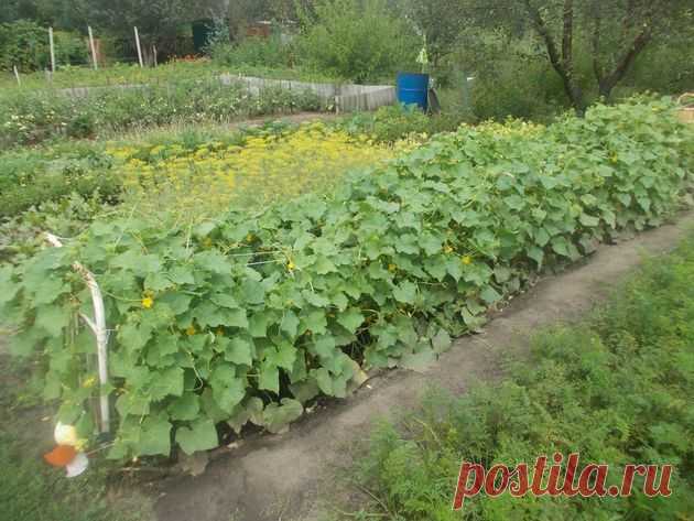 Опора для огурца из старой кровати 
В дачном сарае можно отыскать немало старых вещей, которые пылятся там без дела и занимают много места. Между тем они еще могут «поработать», к примеру, на овощной грядке.

Раньше, как и многие огоро…