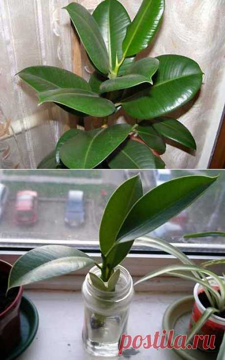 Выращивание фикуса в домашних условиях | Мое подворье