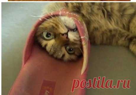 Застрявшие коты