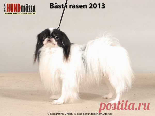 JAPANESE CHIN Domare: INGRAM ANN, IRLAND  C.I.B&NORD UCH FI V-09 FI V-10 NO V-10 NO V-12 NORD JV-06 NORD V-09 SE V-12 JAPPEGÅRDENS SOJO-SOJO  Ägare: REMNEMARK KATARINA, BERGEFORSEN Uppfödare: ORREMARK INGA-LILL, ÅKERSBERGA