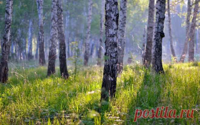 берёзы фото высокого разрешения: 10 тыс изображений найдено в Яндекс.Картинках