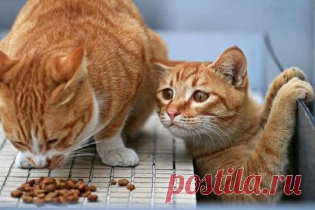 Когда ты на диете, а рядом кто-то самозабвенно жрёт))))