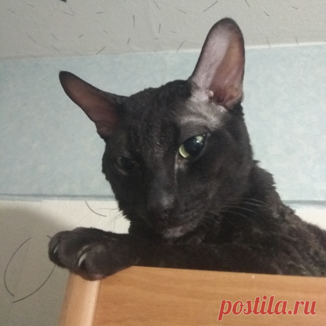 Все окрасы хороши, если это корниш рекс. Поговорим об одном из видов “кудрявых” котов
Коты бывают пушистые, гладкошерстные, без шерсти совсем, а есть еще и кудрявые. Причем их немало, только основных 9 пород и так называемые малоизвестные породы кудрявых кошек.