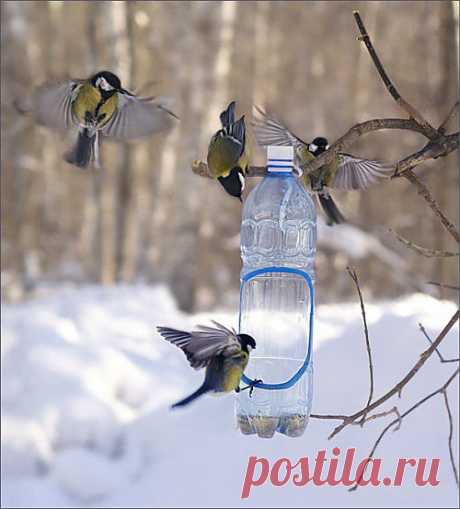 Зимние кормушки для птиц.