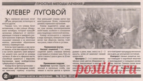 Клевер луговой