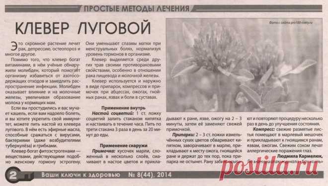 Клевер луговой