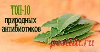 10 ПРИРОДНЫХ АНТИБИОТИКОВ

1. Чабрец

Ему присуще противовоспалительное, обезболивающее, отхаркивающее, бронхорасширяющее, спазмолитическое, слабое снотворное, противоглистное и многие другие свойства.

Помогает при гриппе, простуде, кашле и бронхите, тонзиллите и всех видах респираторных заболеваний, болезнях десен, воспалении почек и мочевого пузыря, при невралгии и различных неврозах. Женщинам полезно пить чай с чабрецом и делать из него ванночки при циститах и болезнях...
