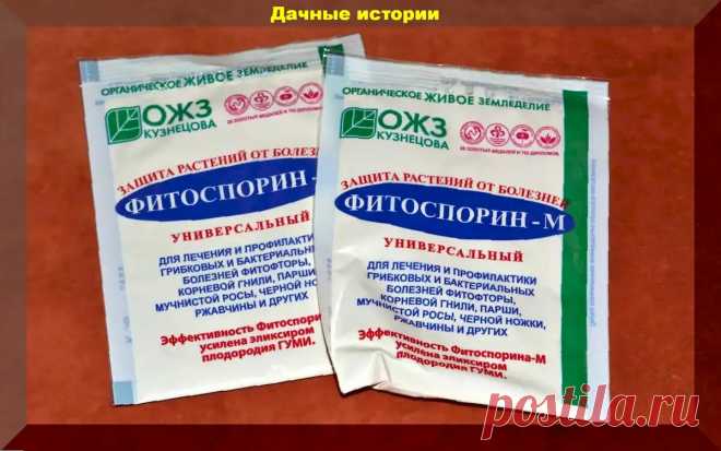 Фитоспорин. Простыми словами для начинающих: как разводить, пользоваться и хранить | 6 соток