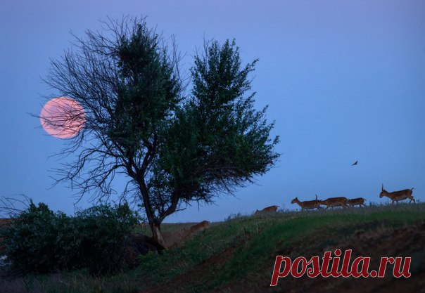 Стадо сайгаков после захода солнца бредёт на водопой. Снято на территории государственного природного биосферного заповедника «Чёрные земли» в Калмыкии. Автор фото – Ростислав Машин: nat-geo.ru/photo/user/15478/