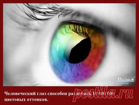 100 занимательных фактов о человеческом теле — Наука и жизнь