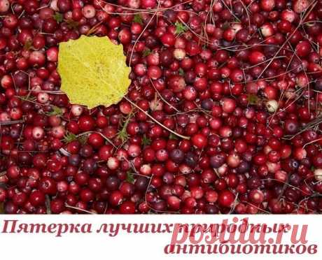 В условиях карантина пятерка лучших природных антибиотиков.

1. Хрен
Корень хрена содержит горчичное масло и энзим. При растирании корня оба вещества объединяются под воздействием кислорода и образуют аллиловое горчичное масло.
Это и есть сильный природный антибиотик, который борется с бактериями полости рта, носа, глотки.

При трахеитах, бронхитах, затяжном кашле: смешать 1ст. л. тертого хрена с 3 ст.л. меда и дать настояться. Ежедневно съедать по 1ч.л. 5 раз в день, масс...