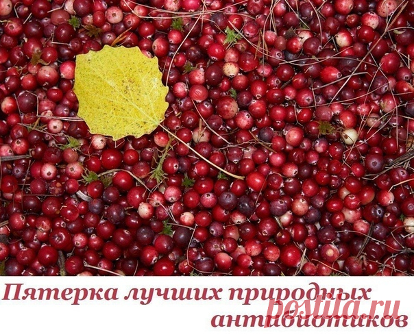 В условиях карантина пятерка лучших природных антибиотиков.

1. Хрен
Корень хрена содержит горчичное масло и энзим. При растирании корня оба вещества объединяются под воздействием кислорода и образуют аллиловое горчичное масло.
Это и есть сильный природный антибиотик, который борется с бактериями полости рта, носа, глотки.

При трахеитах, бронхитах, затяжном кашле: смешать 1ст. л. тертого хрена с 3 ст.л. меда и дать настояться. Ежедневно съедать по 1ч.л. 5 раз в день, масс...