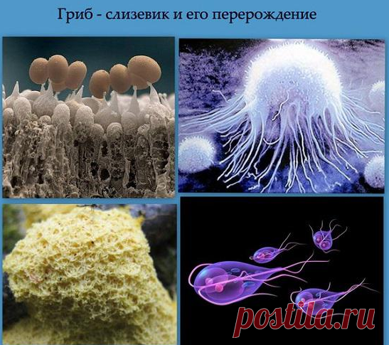 Грибы едят людей