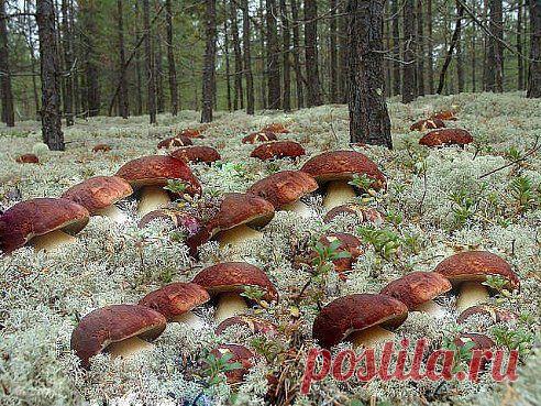 (29) Одноклассники