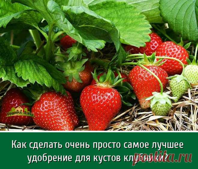 Практически каждый садовод имеет на своем участке несколько кустов клубники, потому что эта ягода не особо то и прихотливая в процессе ухода, да и ее плоды всегда пользуются большим спросом.

Как известно, ее нужно часто удобрять, чтобы она всегда могла хорошо плодоносить.

Самым лучшим для нее является фосфорно-калийное удобрение, которое можно приобрести в любом садоводческом магазине, но можно очень просто приготовить самим.