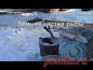 Как почистить замёрзшую рыбу. Эвенкийский способ