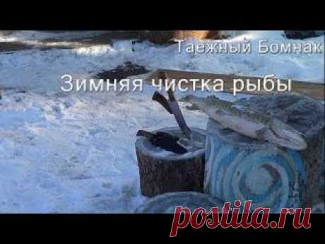 Как почистить замёрзшую рыбу. Эвенкийский способ