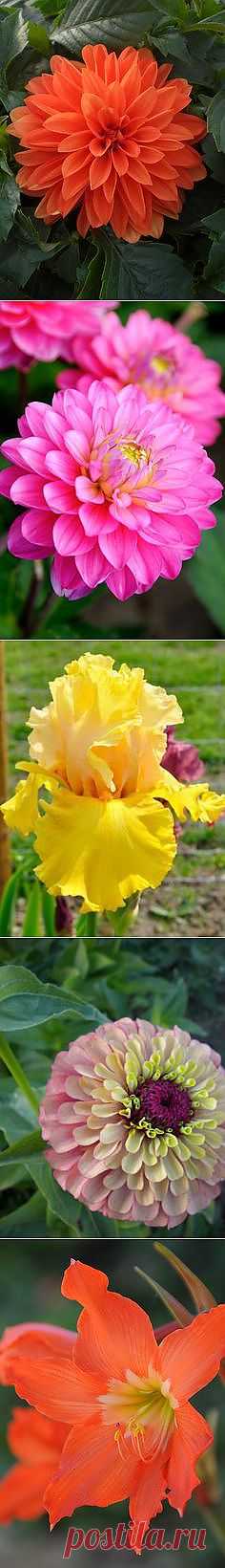 Flowers/Gardens