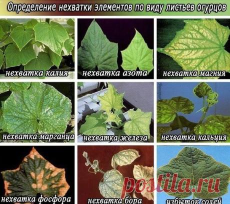 🏻Чего не хватает огурцам? Узнайте 

Выращивая огурцы в теплице и в открытом грунте, я пришла к выводу, что внешний вид плодов о многом говорит. Если огурцы сочные, ровные, с пупырышками — значит все в порядке. Огурцы сами подсказывают, чего им не хватает. Дело огородника срочно оказать им помощь. 
 
Искривленные плоды — растению не хватает влаги. 
 
Желтеют у плодоножки — при высокой влажности — высокая температура. 
 
Плоды мягкие, верхняя и средняя части плода с перетяж...