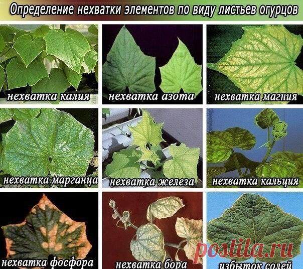 🏻Чего не хватает огурцам? Узнайте 

Выращивая огурцы в теплице и в открытом грунте, я пришла к выводу, что внешний вид плодов о многом говорит. Если огурцы сочные, ровные, с пупырышками — значит все в порядке. Огурцы сами подсказывают, чего им не хватает. Дело огородника срочно оказать им помощь. 
 
Искривленные плоды — растению не хватает влаги. 
 
Желтеют у плодоножки — при высокой влажности — высокая температура. 
 
Плоды мягкие, верхняя и средняя части плода с перетяж...