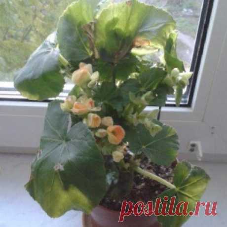 Уход за бегонией или как ее спасти
