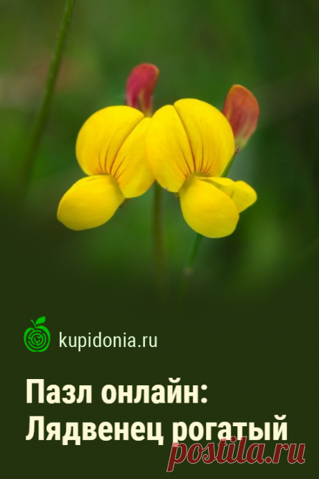 Пазл онлайн: Лядвенец рогатый. Пазл онлайн с красивым жёлтым цветком из серии «Полевые цветы». Собирайте пазлы на сайте! Это отличная тренировка для мозга.