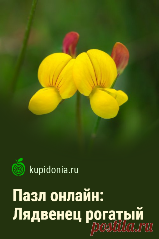 Пазл онлайн: Лядвенец рогатый. Пазл онлайн с красивым жёлтым цветком из серии «Полевые цветы». Собирайте пазлы на сайте! Это отличная тренировка для мозга.