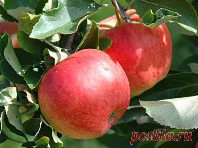 🍏11 СЕКРЕТОВ ХОРОШЕГО УРОЖАЯ ЯБЛОК