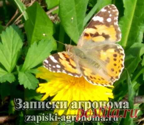 Как создать сад своей мечты &amp;bull; zapiski-agronoma.ru