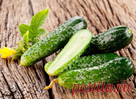 Горький огурец: кто виноват и что делать
