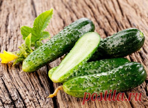 Горький огурец: кто виноват и что делать