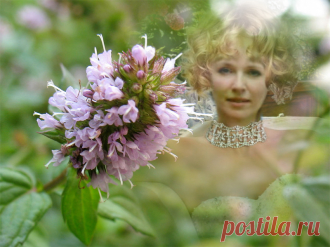 picjoke.org — Каждый день новый фотоэффект !!!