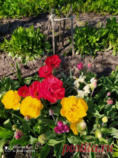 Вот такие махровые красавцы растут у моей подруги в Тихвине 😍😍😍