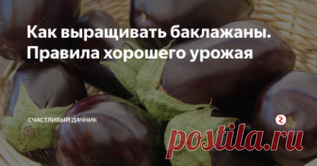 Как выращивать баклажаны. Правила хорошего урожая Баклажаны вырастить в условиях средней полосы не так и просто. Но многим дачникам это удается сделать. Главное, знать некоторые правила при выращивании.