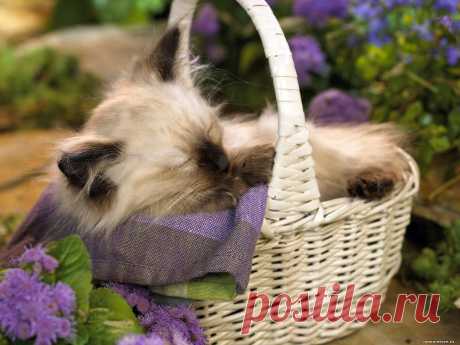 котенок в корзине Кошки Кот Коты cats podarok 9 1600