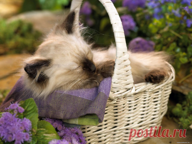 котенок в корзине Кошки Кот Коты cats podarok 9 1600