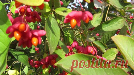Удивительные плодики бруслины / Мои прекрасный сад и любимая дача. / 7dach.ru