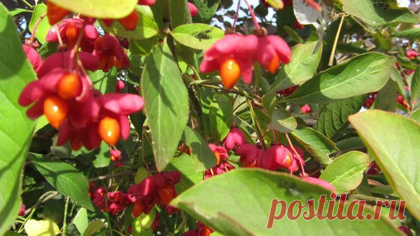 Удивительные плодики бруслины / Мои прекрасный сад и любимая дача. / 7dach.ru